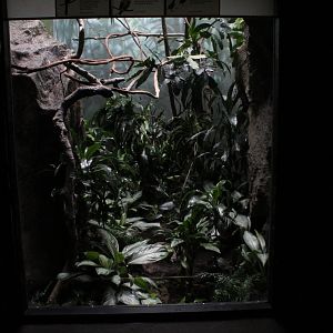 WOB 50th - Malkoha/Fruit-Dove/Wood-Partridge Exhibit