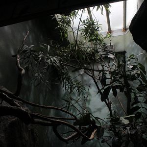 WOB 50th - Malkoha/Fruit-Dove/Wood-Partridge Exhibit