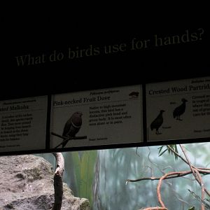 WOB 50th - Simple Bird Signage