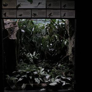 WOB 50th - Australian Finch Exhibit