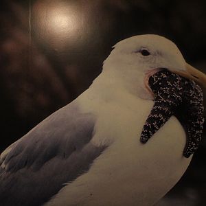 WOB 50th - Gull Diet Photo