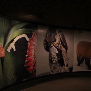 WOB 50th - Bird Predation Photos