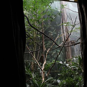 WOB 50th - Bird-of-Paradise Exhibit