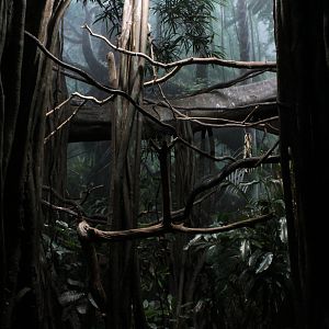 WOB 50th - Bird-of-Paradise Exhibit