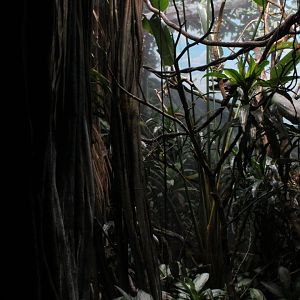 WOB 50th - Bird-of-Paradise Exhibit