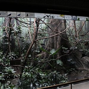 WOB 50th - Asian Forest #1