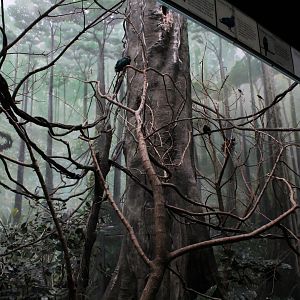 WOB 50th - Asian Forest #1