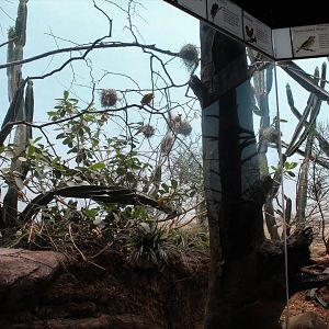 WOB 50th - African Scrubland Exhibit