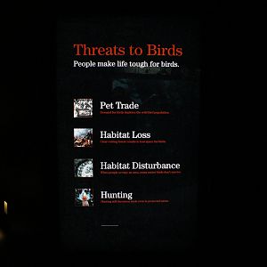 WOB 50th - Threats to Birds Signage