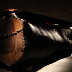 WOB 50th - Giant Logged Tree