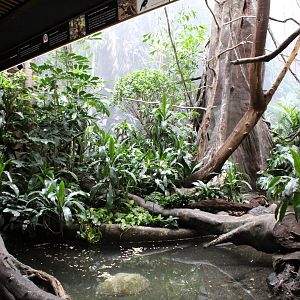 WOB 50th - Asian Forest #2