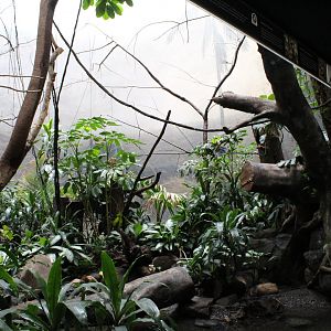 WOB 50th - Asian Forest #2