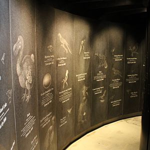 WOB 50th - Extinct Bird Memorial Part 2