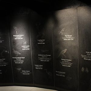 WOB 50th - Extinct Bird Memorial Part 3