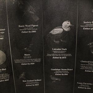 WOB 50th - Extinct Birds