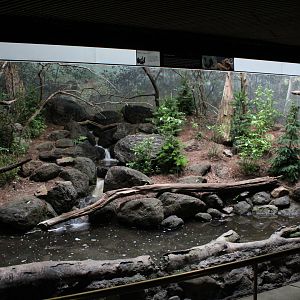 WOB 50th - Capercaillie/Harlequin Duck Exhibit