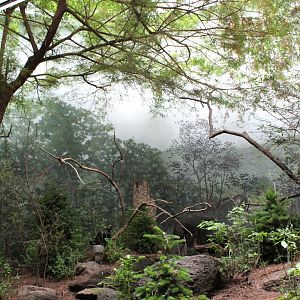 WOB 50th - Capercaillie/Harlequin Duck Exhibit