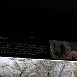 WOB 50th - Western Capercaillie Signage