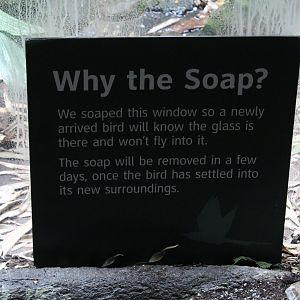 WOB 50th - Why the Soap?