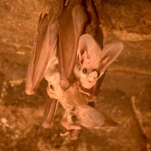 Ghost Bats