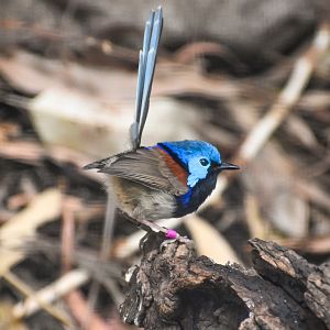 Variegated Fairywren