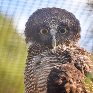 Rufous Owl