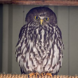 Barking Owl