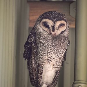 Lesser Sooty Owl