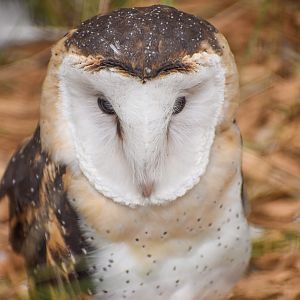 Australian Grass Owl