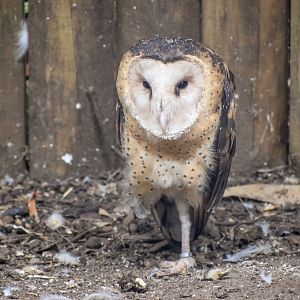 Australian Grass Owl