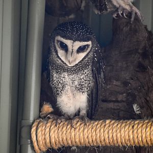 Lesser Sooty Owl