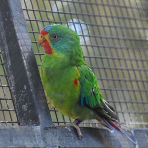 Swift Parrot