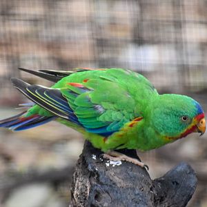 Swift Parrot