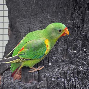 Swift Parrot