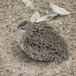 Painted Buttonquail