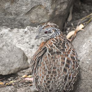 Painted Buttonquail