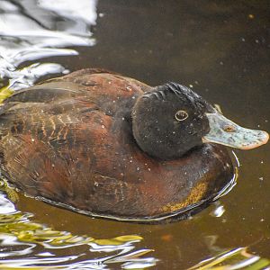 Blue-billed Duck