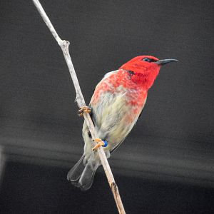 Scarlet Honeyeater