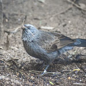 Apostlebird