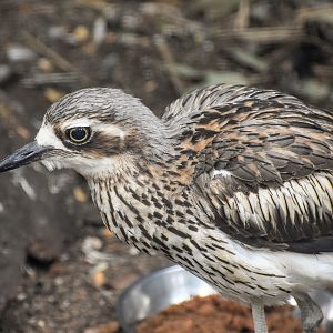 Bush Stone-Curlew