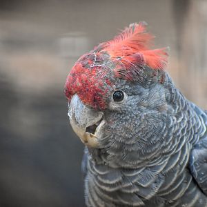 Gang-gang Cockatoo