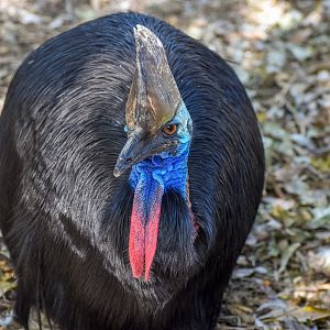 Southern Cassowary