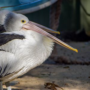 Australian Pelican