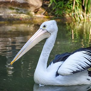 Australian Pelican