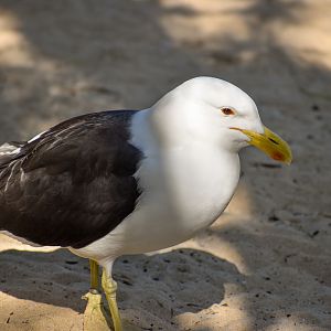 Kelp Gull