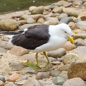 Kelp Gull