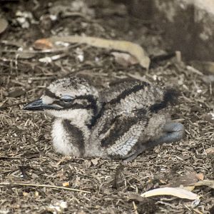Bush Stone-Curlew chick