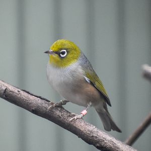 Silvereye