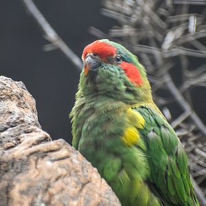 Musk Lorikeet