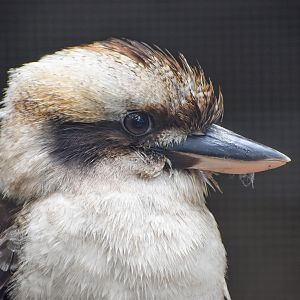 Laughing Kookaburra